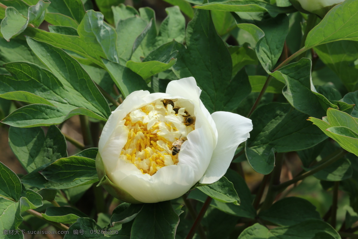 牡丹花 牡丹 观赏花卉 鼠姑 木芍药 百雨金 洛阳花 花朵 花瓣 花蕊 花卉 花儿 花草 植物 园林绿化 绿化景观 芍药牡丹 生物世界