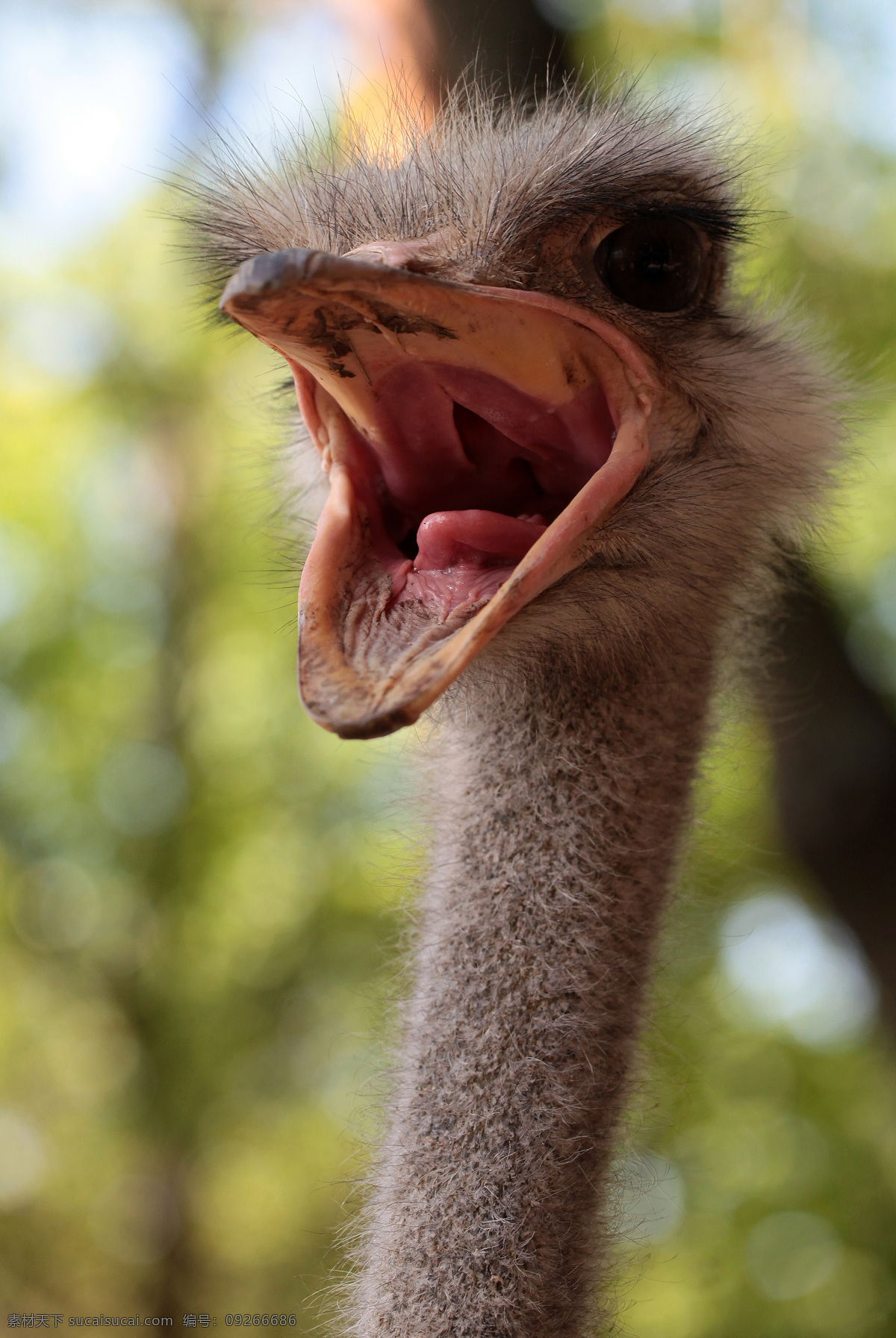张开 嘴巴 鸵鸟 鸟类动物 张开嘴巴 野生动物 动物摄影 动物世界 亚 努 科维奇 陆地动物 生物世界 黑色