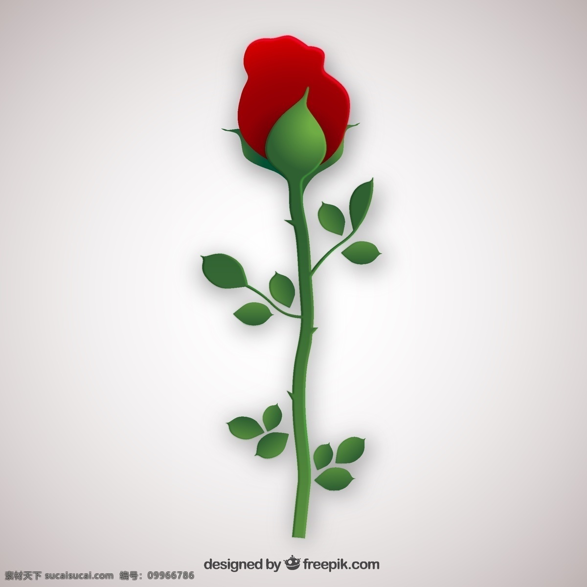 平面设计 中 玫瑰 花 爱 自然 春天 情人节 红色 扁平 植物 百花齐放 春天的花朵 绽放 白色