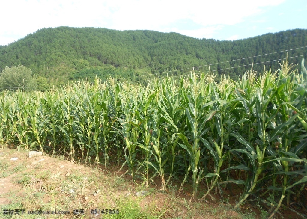 玉米地 玉米 玉米素材 高清玉米地 青玉米 自然景观 田园风光