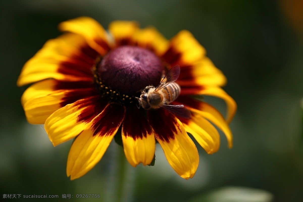 蜜蜂 翅膀 花瓣 花朵 花蕊 昆虫 绿叶 叶片 生物世界 向日葵 psd源文件