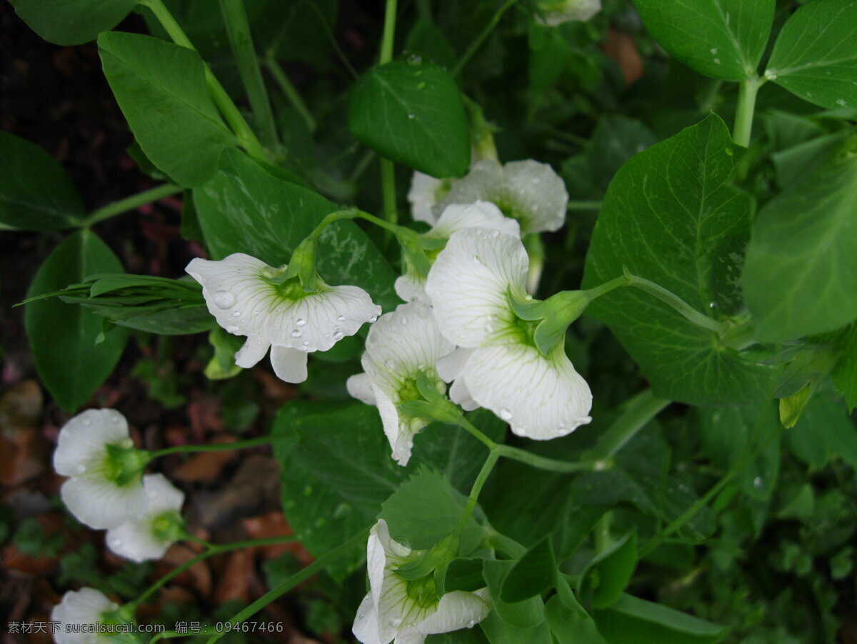 豌豆花 豌豆 豌豆白花 白花 清爽菜花 花卉植物摄影 花草 生物世界