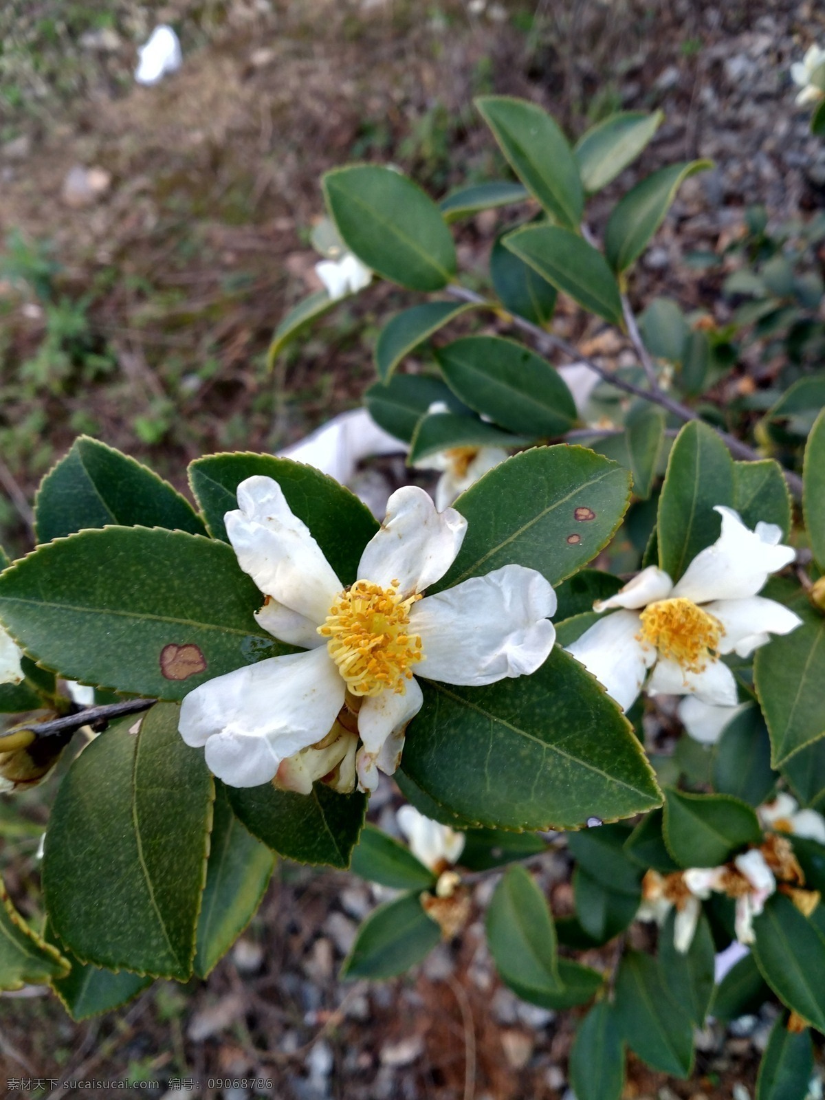 洁白 茶油 树花 生物 植物 茶油树 花朵 白色 美丽 抓拍 生物世界 花草