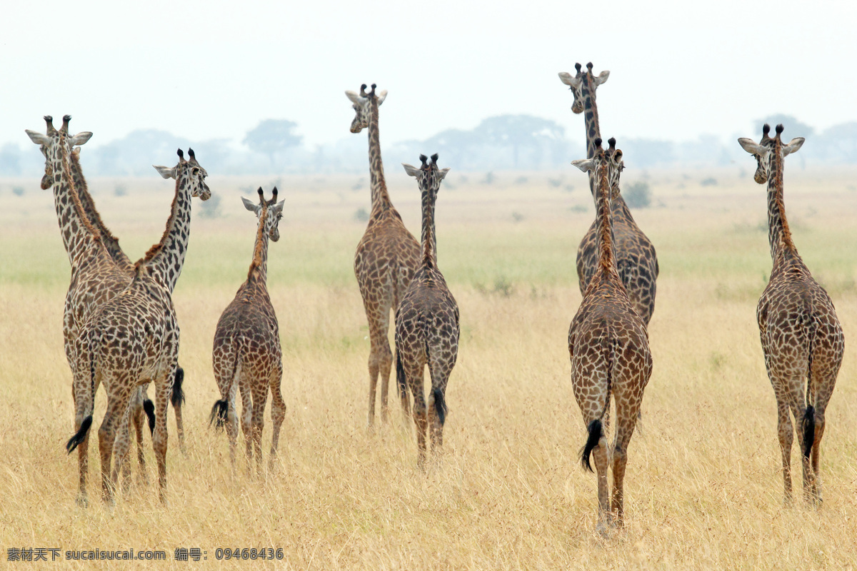 非洲 草原 上 长颈鹿 群 动物世界 动物摄影 非洲草原动物 陆地动物 生物世界 白色