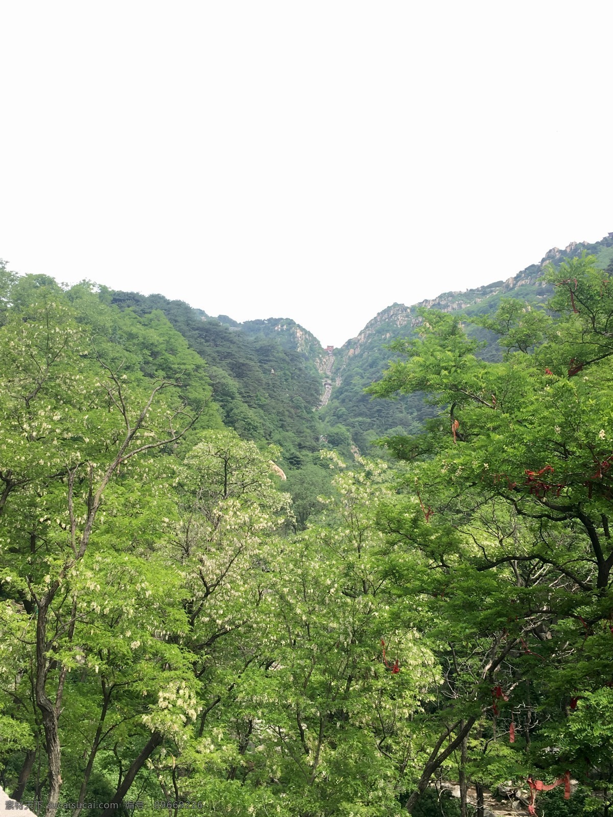 泰山风景 泰山 山 树 生态 绿色 自然景观 自然风景