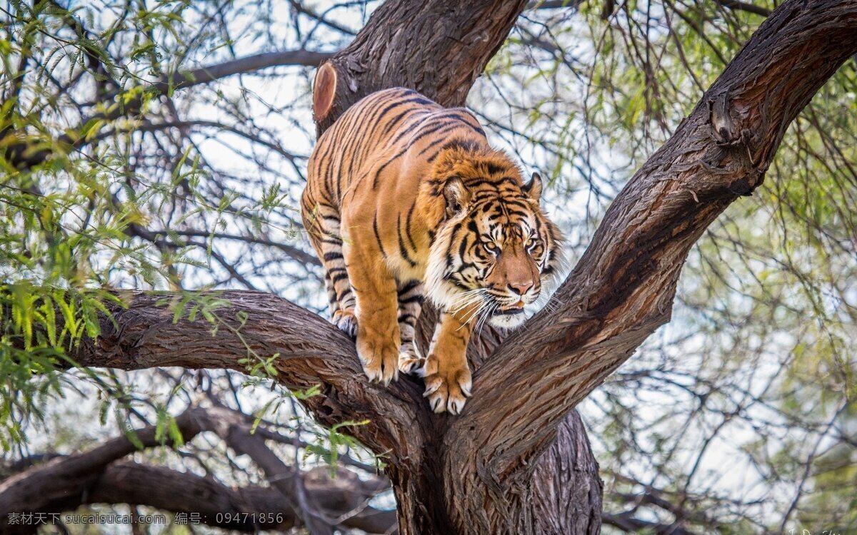 虎 老虎 猛兽 猫科动物 虎纹 老虎摄影 飞禽走兽 生物世界 野生动物