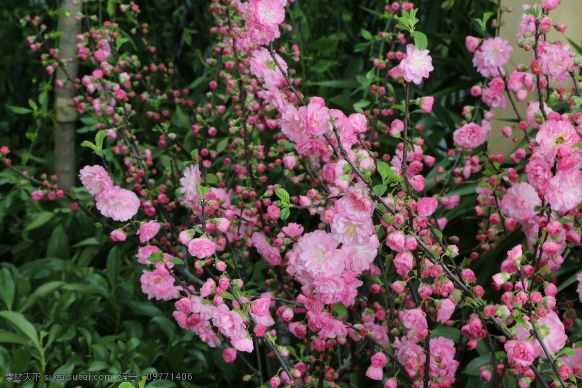 榆叶梅 观赏花卉 花骨朵 榆梅 小桃红 春芽 花苞 树枝 盆景 花卉 花儿 花草 植物 园林绿化 绿化景观 花朵 花蕊 榆叶梅腊梅 生物世界