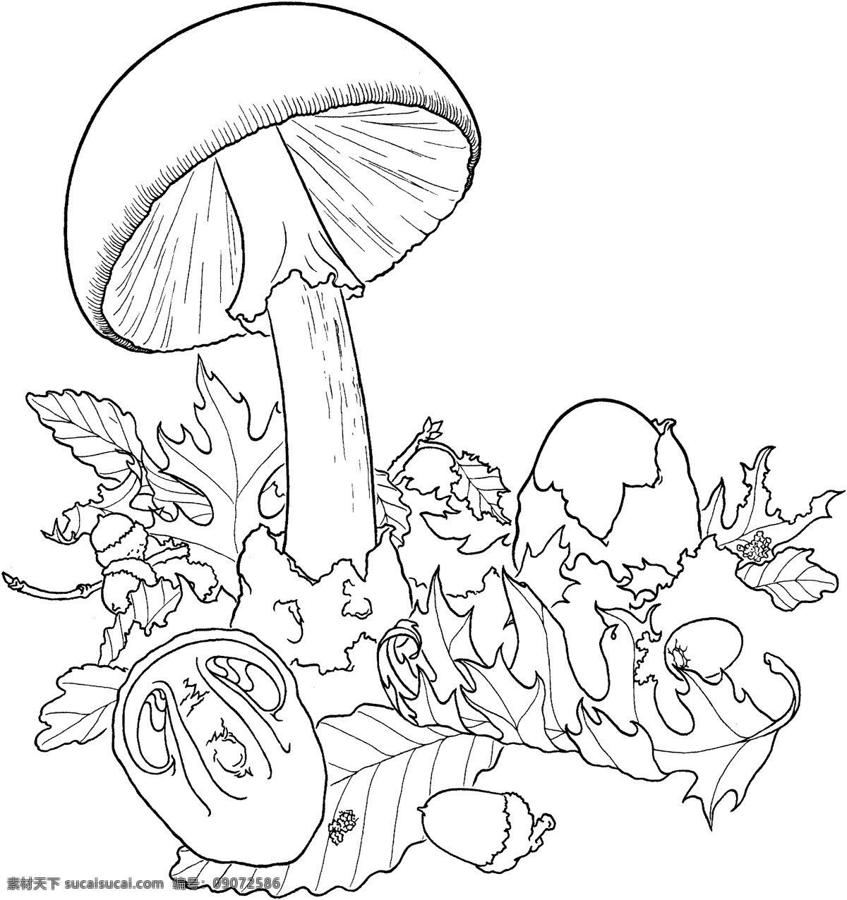 菌类 微生物 静物素描 设计素材 静物专辑 素描速写 书画美术 白色
