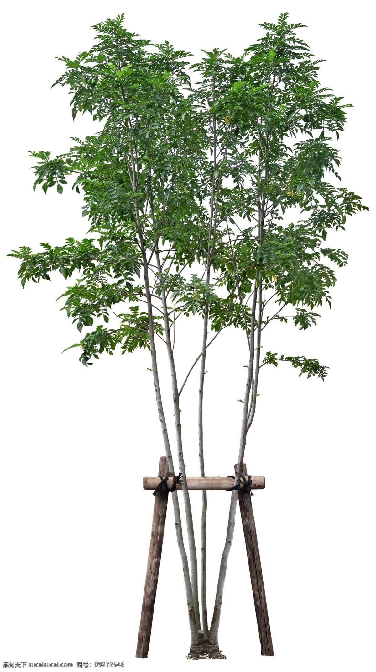 梣 高清 梣psd 乔木 树木 植物素材 psd素材 植物 绿化素材 环境设计 景观设计