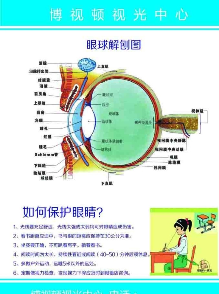 眼球 解剖 分析图 眼球解剖图 如何护眼 分层