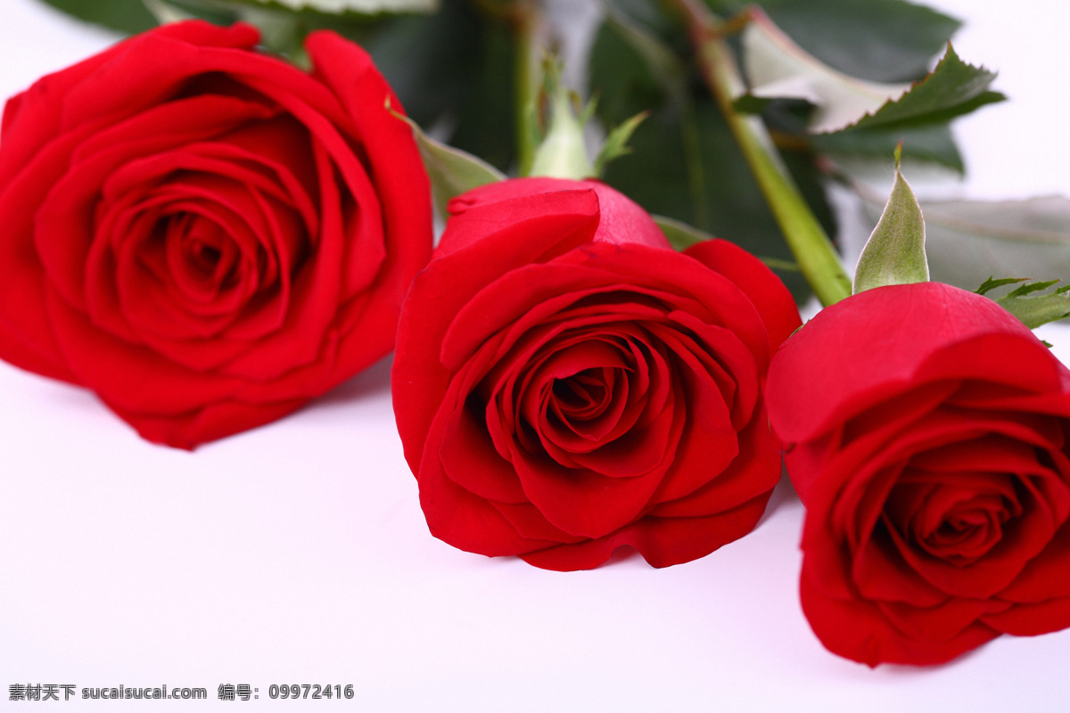 三 朵 碰 一起 玫瑰花 红玫瑰 美丽鲜花 漂亮花朵 花卉 鲜花摄影 花草树木 生物世界 红色