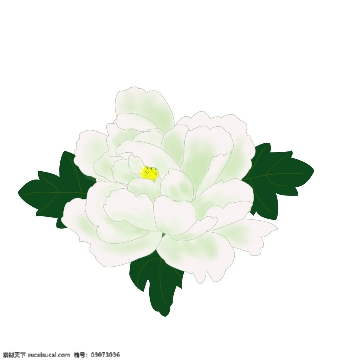 手绘 牡丹花 清新 牡丹 绿 白 元素 手绘花 花朵 植物 花卉