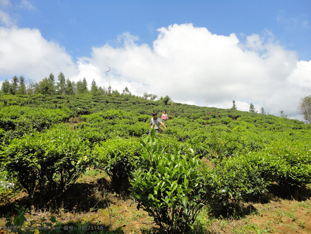 白花油茶 油茶 茶叶 树木 土地 白云 绿叶 人物 蓝天 田园风光 自然景观