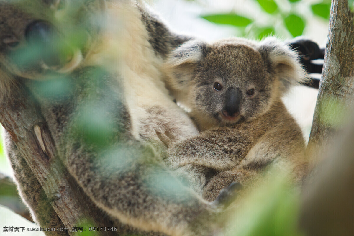 考拉 树袋熊 澳大利亚国宝 koala 树干 澳洲野生动物 生物世界 野生动物