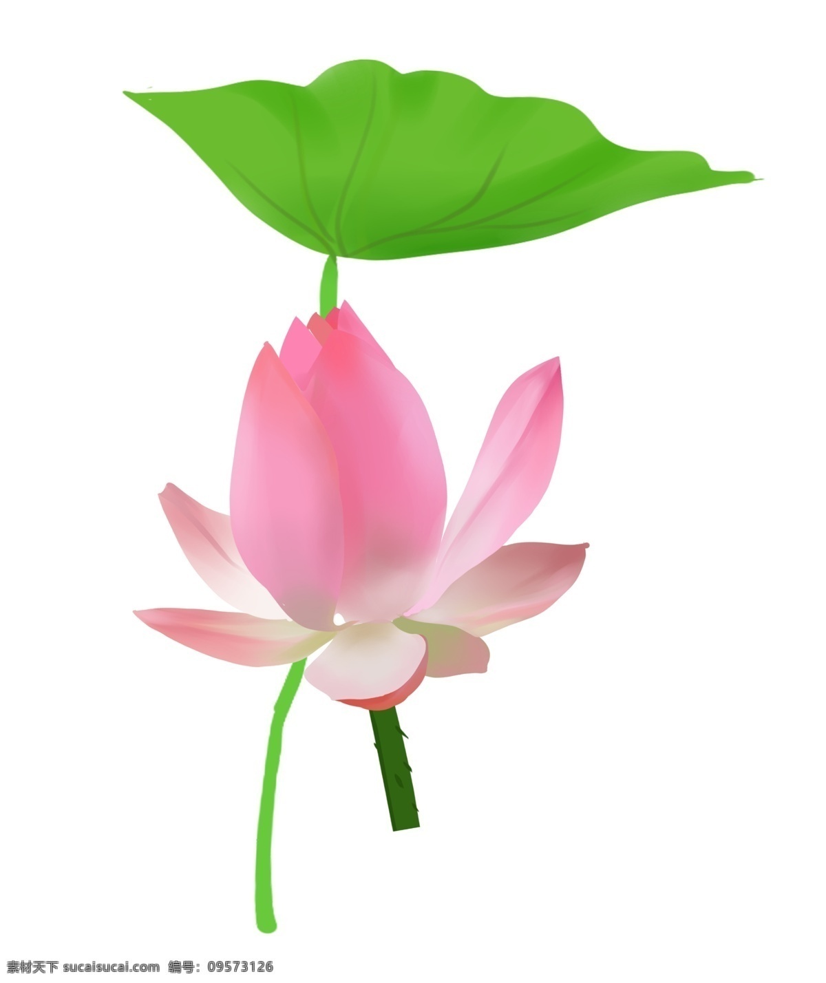 朵 精美 荷花 花苞 莲花 荷花插图 精美的荷花 粉色荷花 盛开的荷花 中国风 粉色