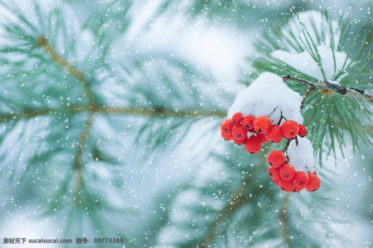 大雪中的果实 植物 下雪 冬天 枝头 果实 自然景观 自然风景