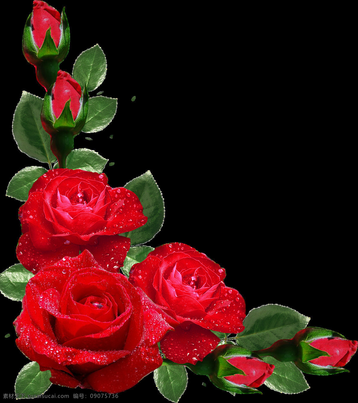 玫瑰花 花 花开富贵 红色