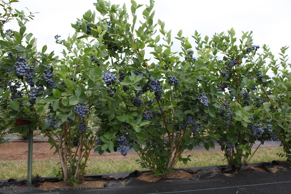 蓝莓 蓝莓果子 蓝莓园 蓝莓树 硕果累累 水果 生物世界