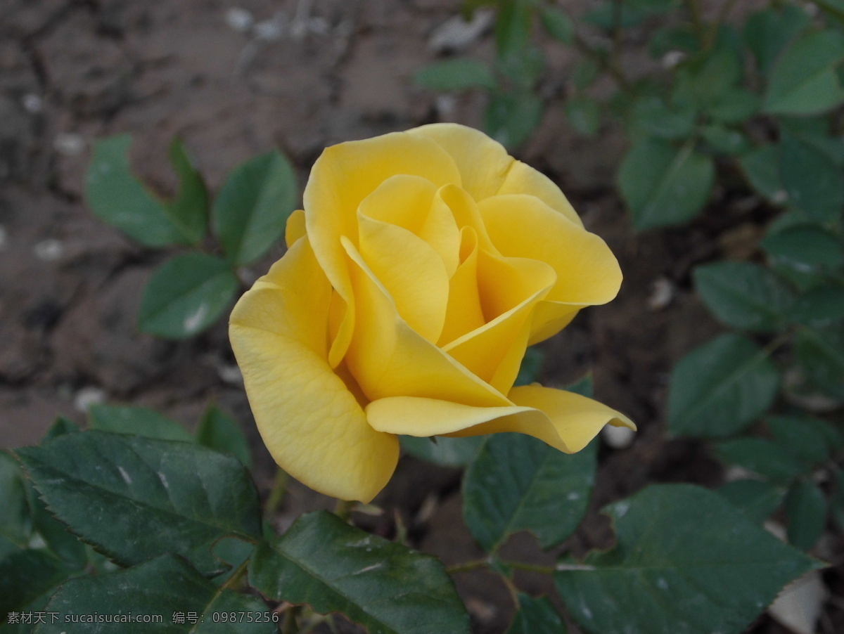 月季 春季 花草 生物世界 盛开 月季花 黄月季花 月季花特写 psd源文件