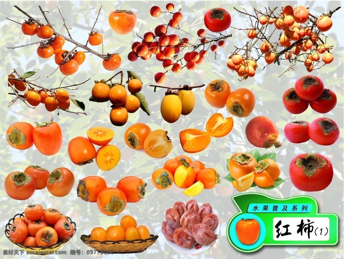 水果 普及 系列 鸡心 柿 分层 水果系列 红柿 水果普及 生物世界