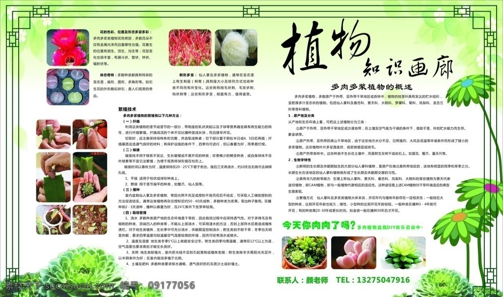 肉 浆 植物 知识 画廊 多肉 多浆 植物知识画廊 植物介绍 绿色展板 展板 背景 展板背景 海报 花框 花纹