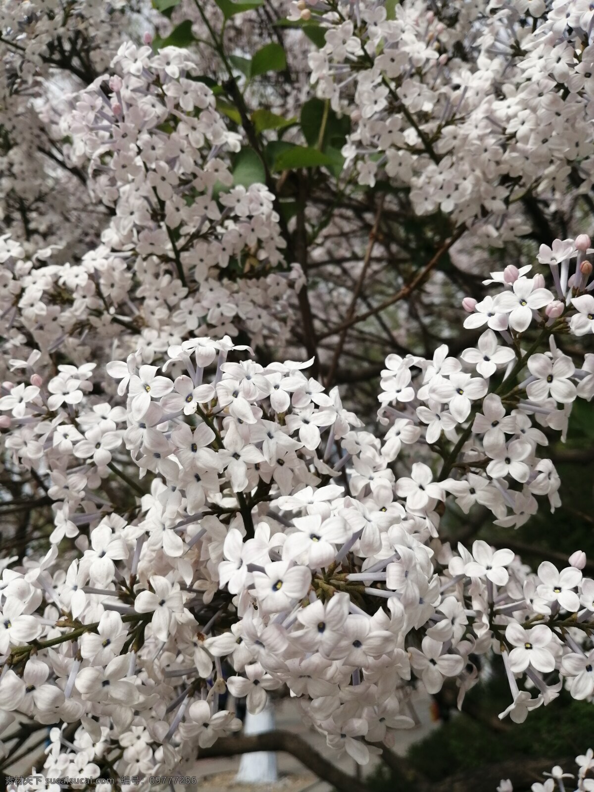 丁香花 花 园丁 花香 公园花 自然景观 山水风景