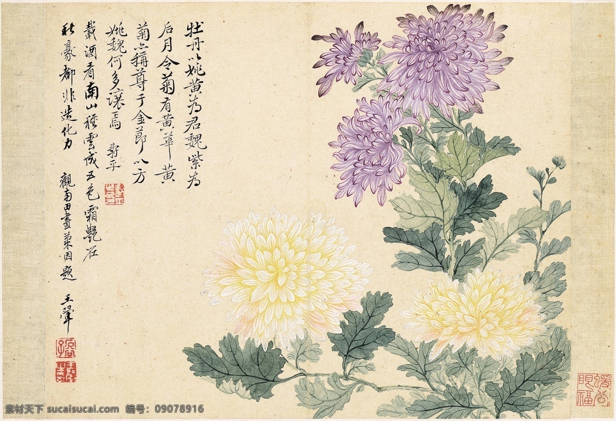 清 恽寿平 花卉十开之九 花卉 工笔 国画 菊花 文化艺术 绘画书法