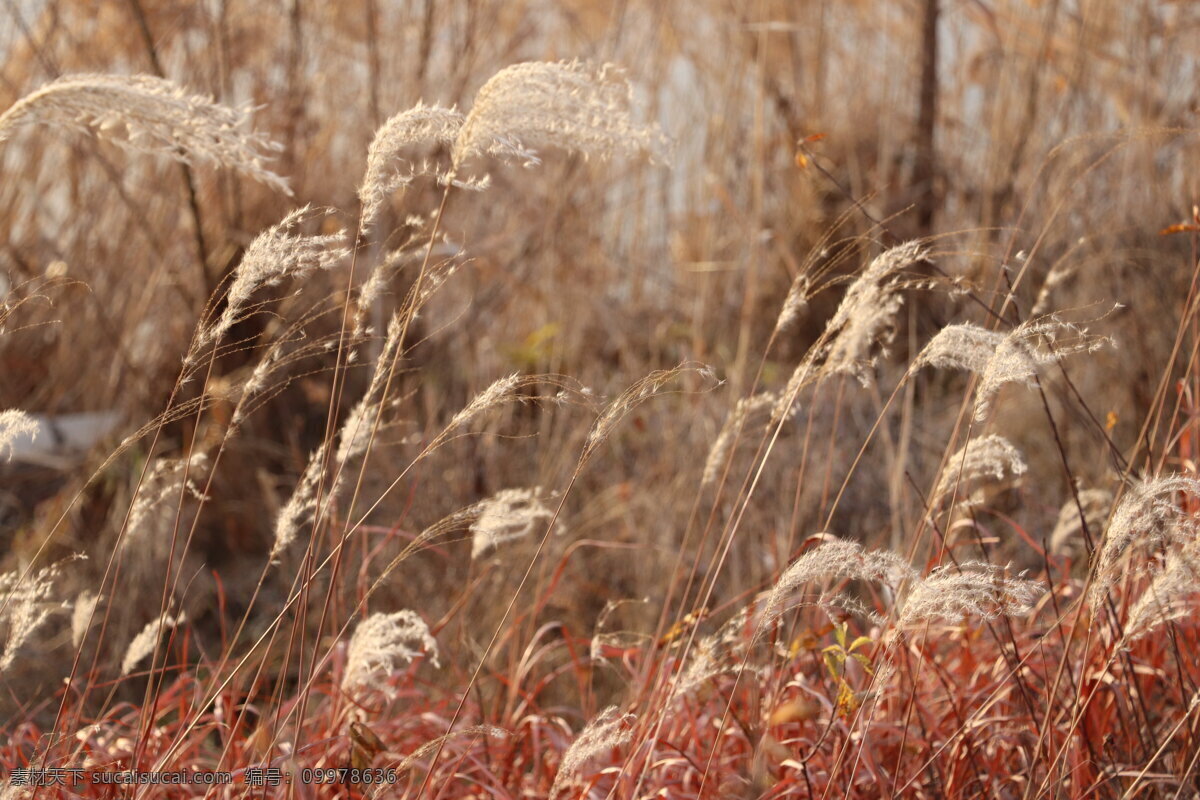 芦苇图片 唯美 干枯 植物 自然 冬季 秋季 生活百科 生活素材