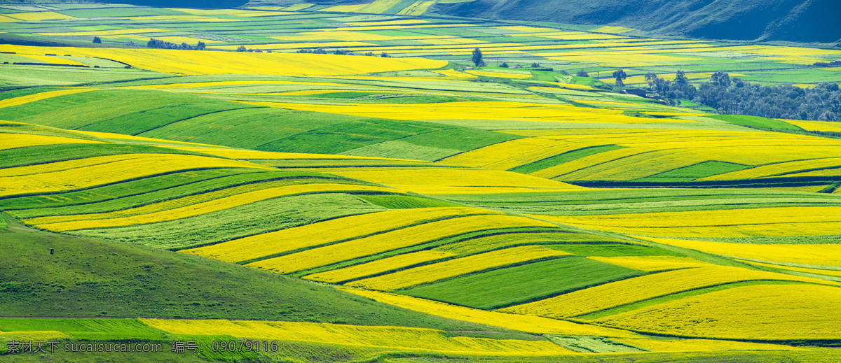 花海 鲜花 花田 田园 花朵 风景 风光 油菜花 自然景观 自然风景