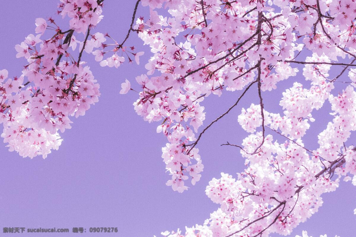 樱花 花 鲜花 花朵 花瓣 花球 花卉 粉色鲜花 粉色花朵 粉色花瓣 植物 自然 花丛 小清新 唯美 浪漫 生物世界 花草 花类 自然景观 田园风光