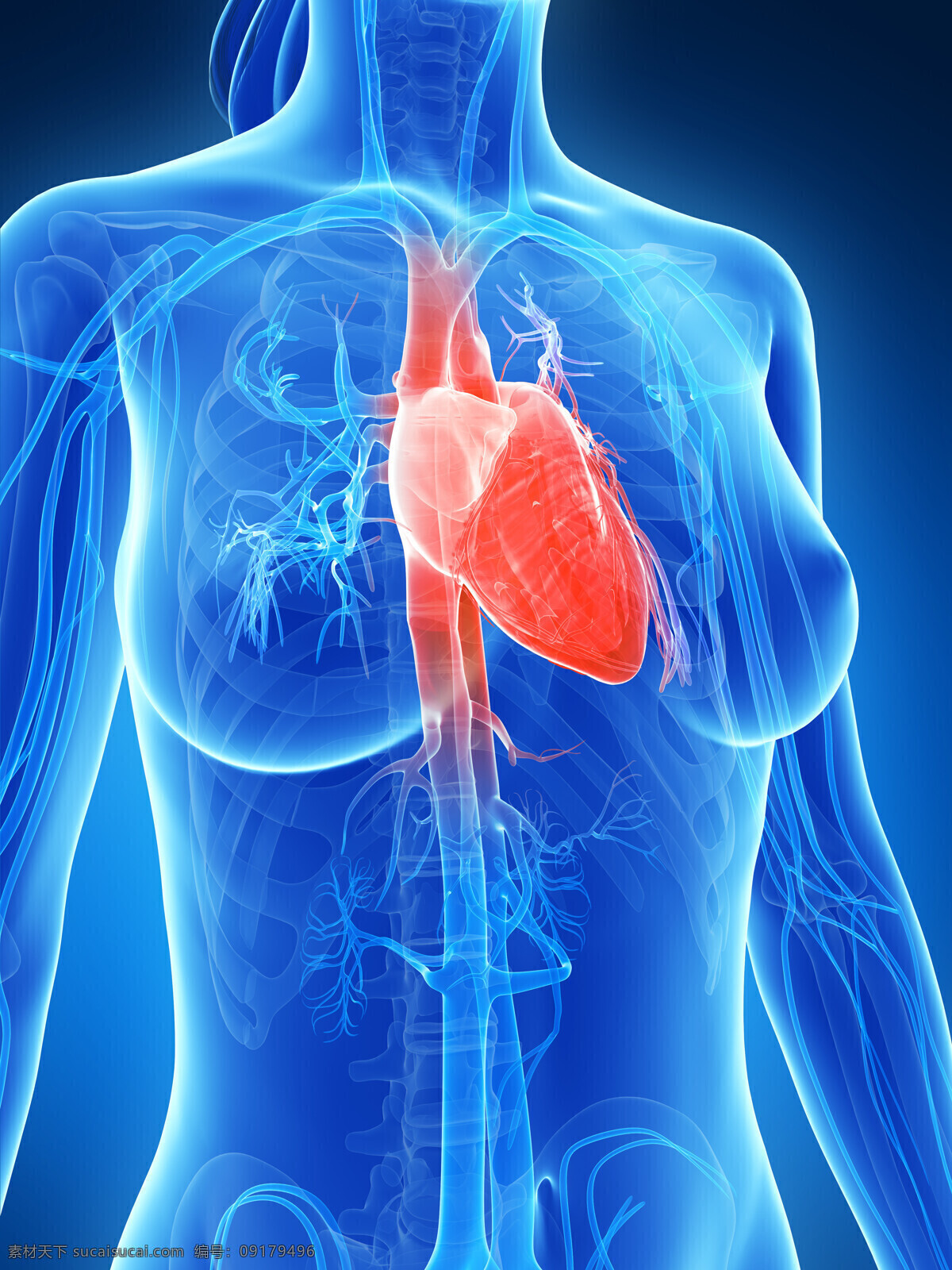 心脏 器官 心脏器官 心脏血管 人体器官 人体器官组织 人体医学 医疗护理 现代科技