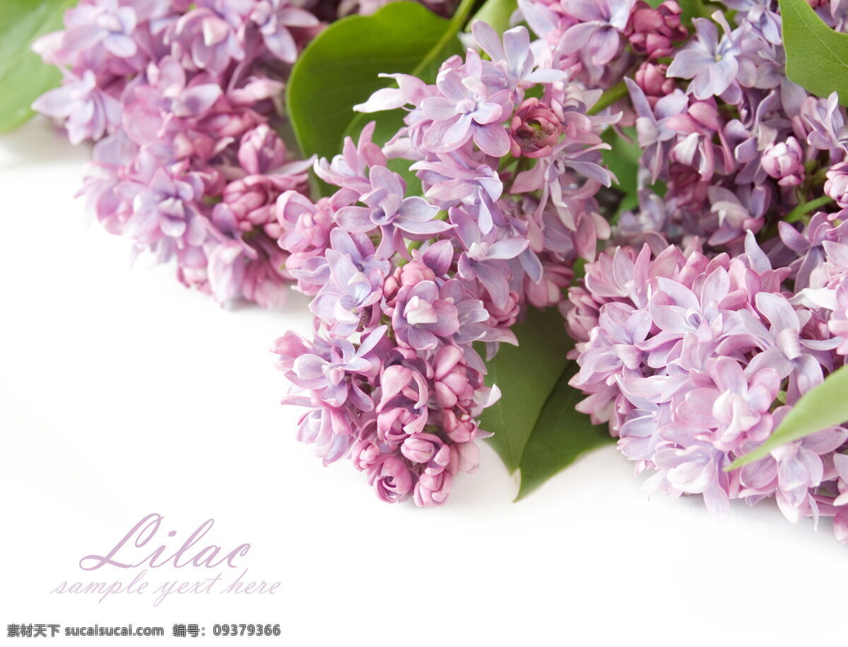 淡雅 清香 丁香花 紫色花朵 鲜花 小花 花朵 花卉 花穗 淡雅花朵 清香花朵 清新 唯美 花草 植物 生物世界