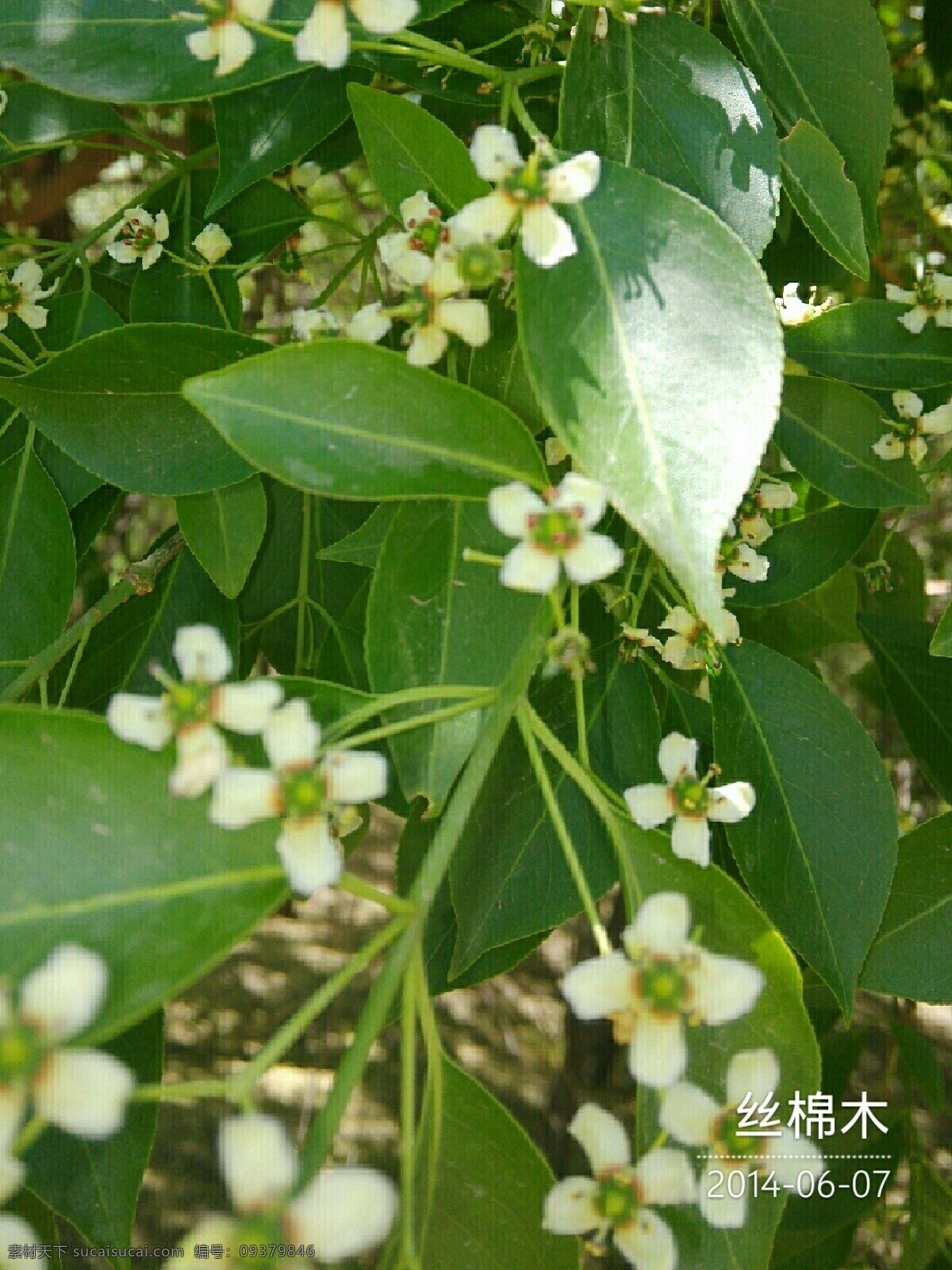 丝棉木 园林植物 园林树木 树木 桃叶卫矛 树木树叶 生物世界