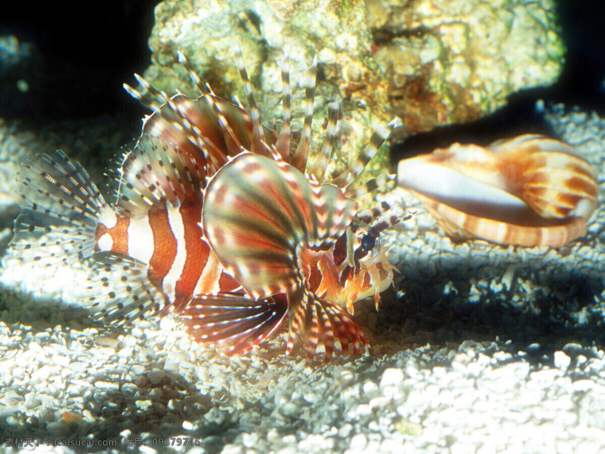 海洋生物 海底世界 海洋 礁石 生物世界 鱼 鱼类 珊蝴礁石 珊蝴 海底景色