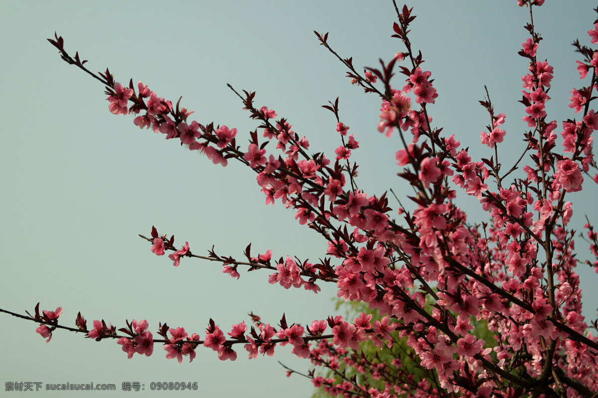 桃花园 桃花林 桃花枝 桃花树 花卉 盛开 红桃花 桃花 生物世界 花草