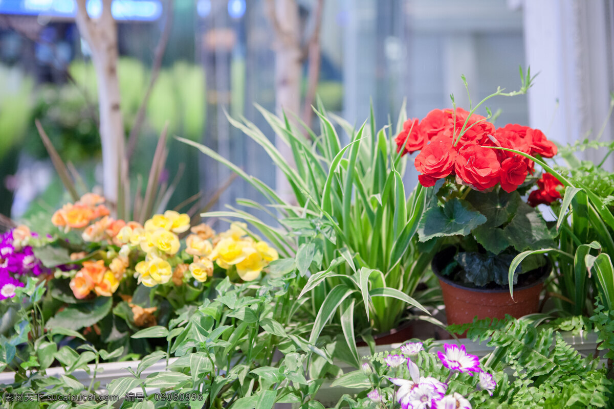 绿植 租摆 仿真树 植物 树 商场植物 景观 花 草 植物组团 仿真植物 生物世界 花草
