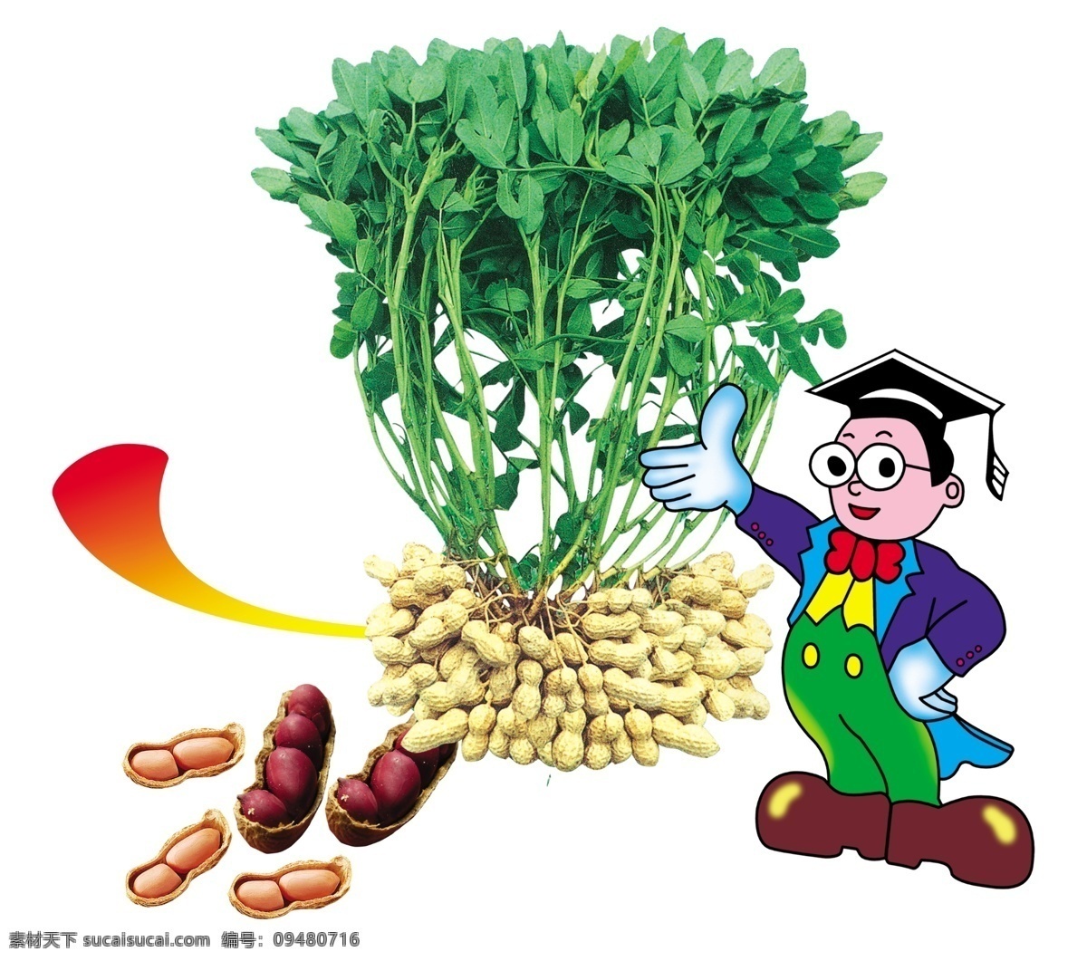 花生 卡通 博士 花生粒 绿花生 花生叶 分层