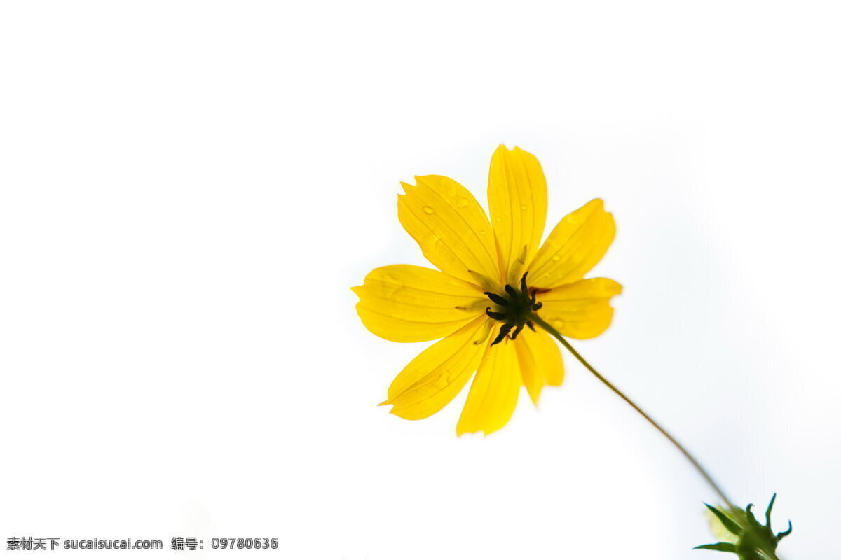 黄色花朵背景 花朵背景 黄色花朵 花朵底图 花草背景 淡雅背景 底图 淡色背景 背景底纹