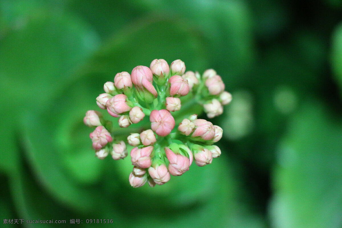 圣诞伽蓝菜 长寿花 寿星花 花蕾 花苞 小花 绿色 植物 摄影生物世界 生物世界 花草