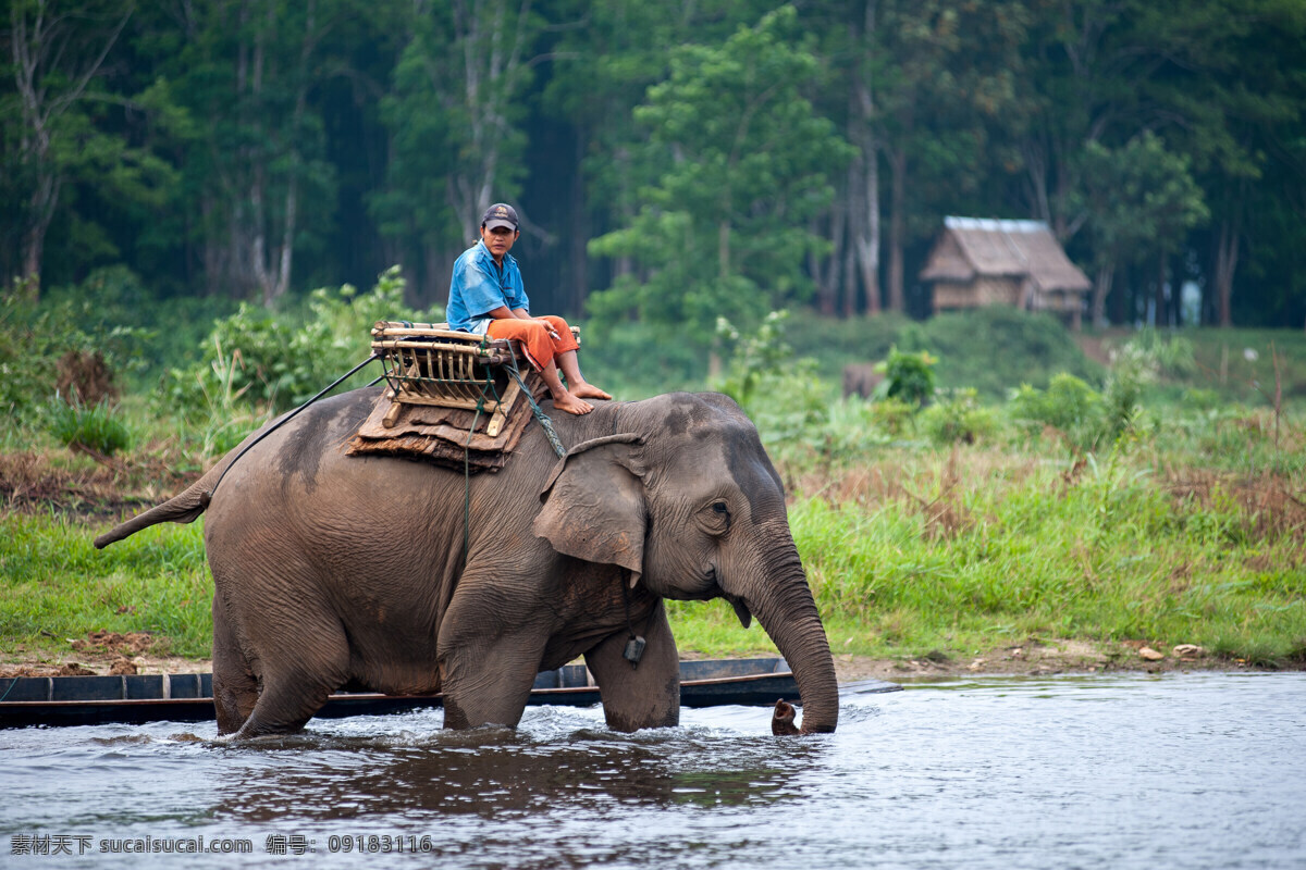 骑 大象 男人 骑象的男人 大象摄影 动物摄影 动物世界 过河的大象 河流风景 陆地动物 生物世界