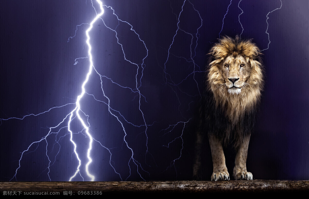 狮子 雄狮 野生 动物 野生动物 猛兽 狮子王 野兽 公狮子 母狮 母狮子 非洲狮 生物世界