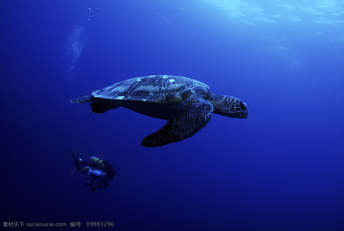 全球 首席 大百科 海底 潜水 潜水员 珊瑚 深海 探索 探秘