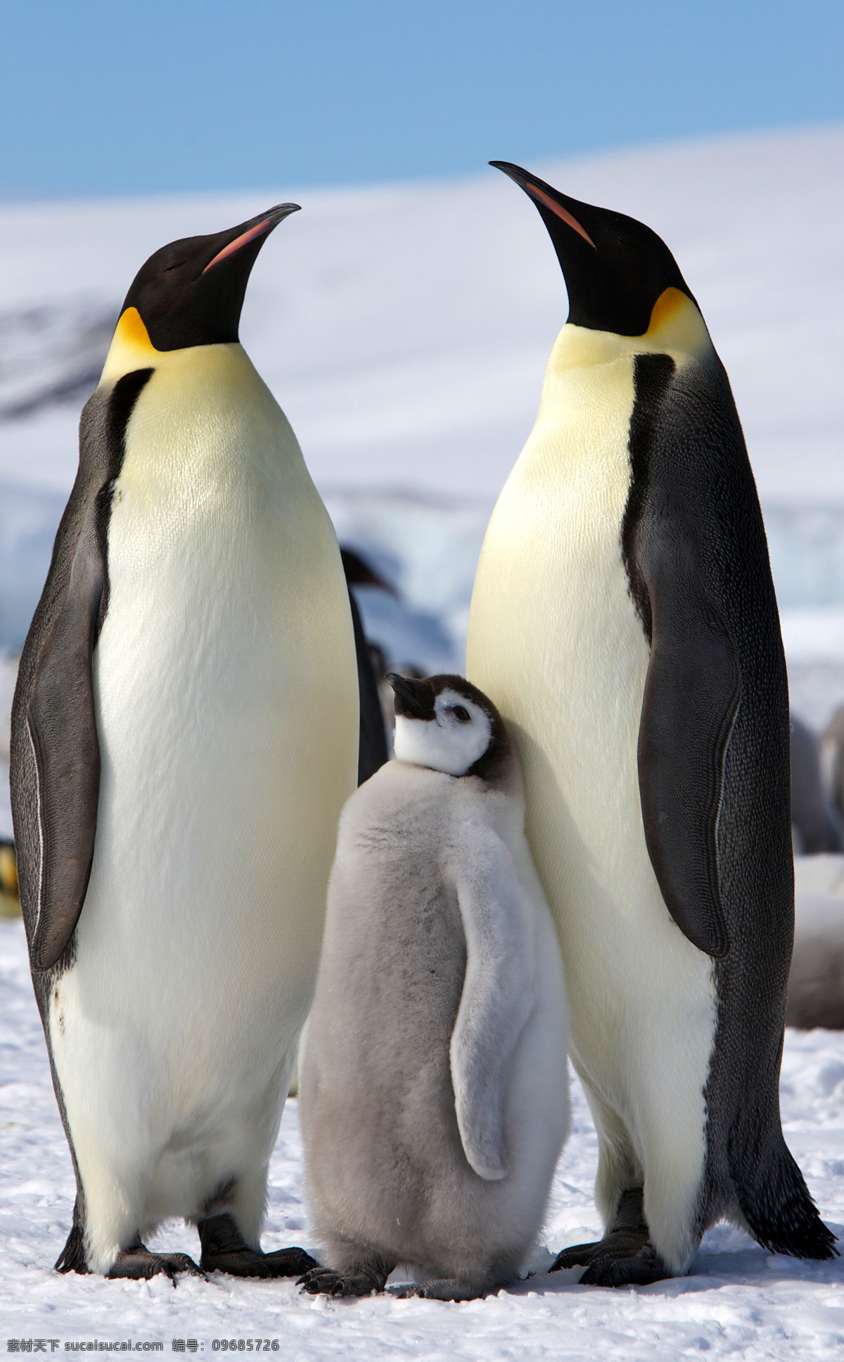 唯美 动物 可爱 野生 企鹅 南极企鹅 帝企鹅 可爱企鹅 生物世界 野生动物