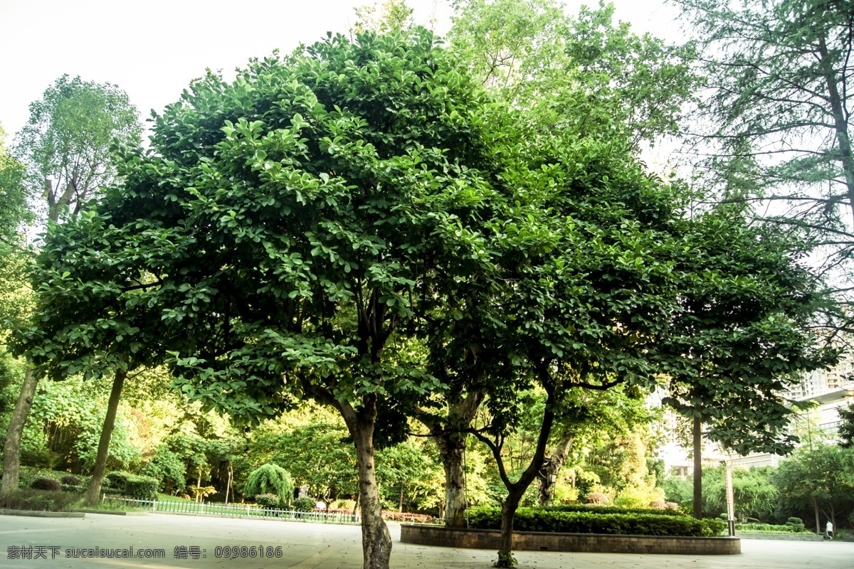 绿阴 灌木 小树 丛林 生态 安静 宁静 园林 花木 公园 空气新鲜 公园一角 花木绿叶 树木树叶 大伞 伞型 生物世界