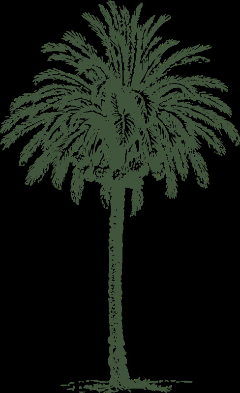 海枣 日期 externalsource 棕榈 植物 树 svg 黑色