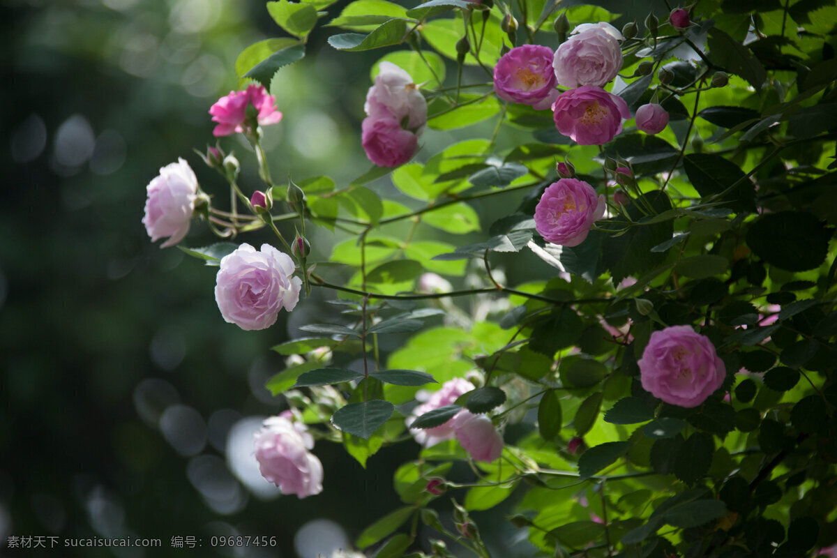 四月蔷薇 藤本蔷薇 园艺 小花 花团锦簇 阳光灿烂 逆光 花 花草 生物世界