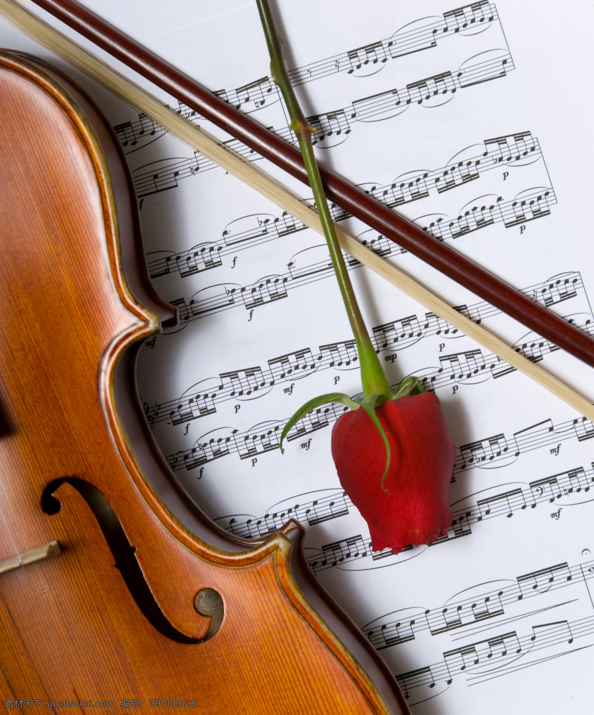 小提琴 玫瑰花 花朵 鲜花 乐器 音乐 乐谱 一支玫瑰花 影音娱乐 生活百科 白色