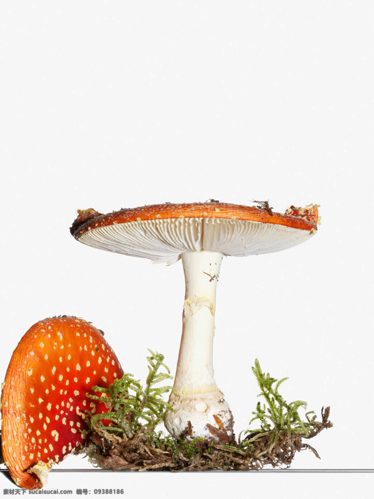 蘑菇 苔藓 野生菌 毒蘑菇 植物 生物世界 花草
