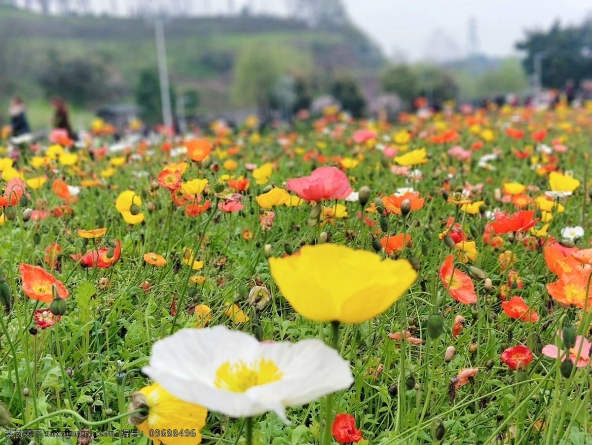 花海 植物 装饰 春天 环境 赏花 花园 花田 花丛 花卉种植 浪漫 园艺 生物世界 花草 自然景观 自然 美景