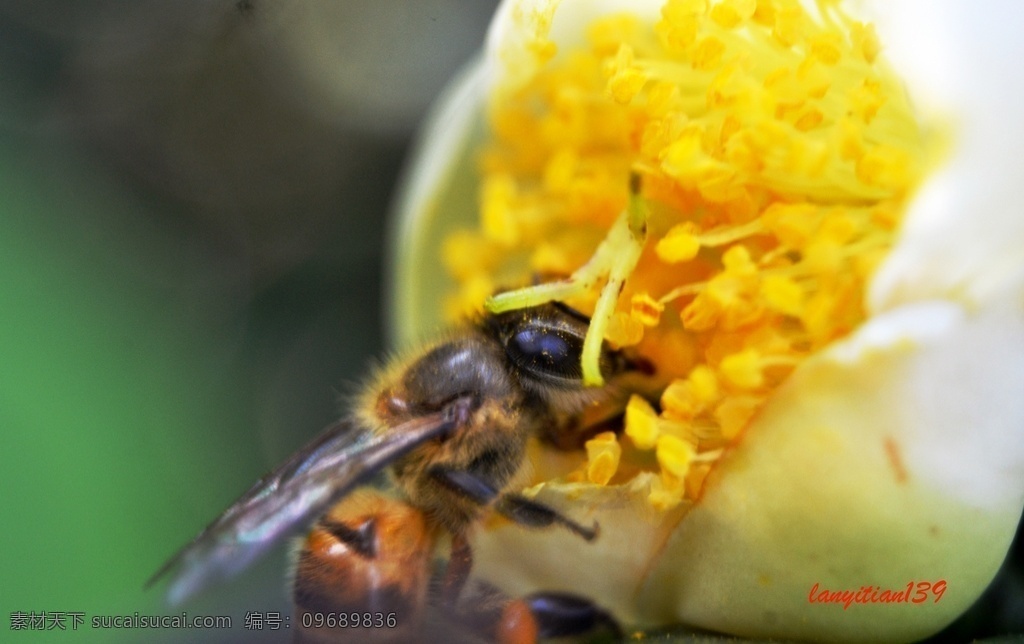 蜜蜂采蜜 蜜蜂 采蜜 茶花 秋实 国庆 勤劳 生物世界 昆虫